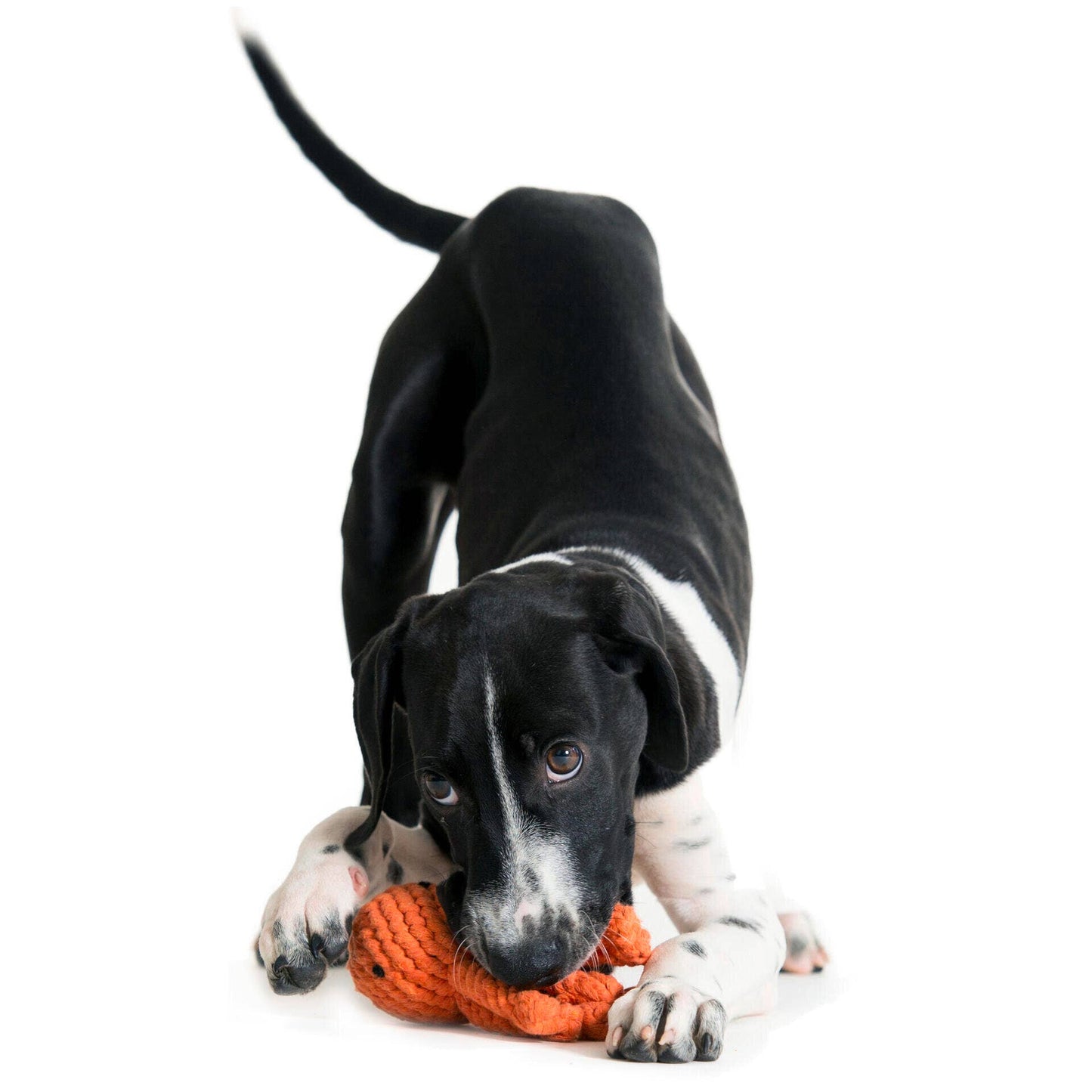 Thaddäus Tintenfisch