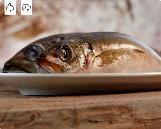 Makrelen von Barfgold