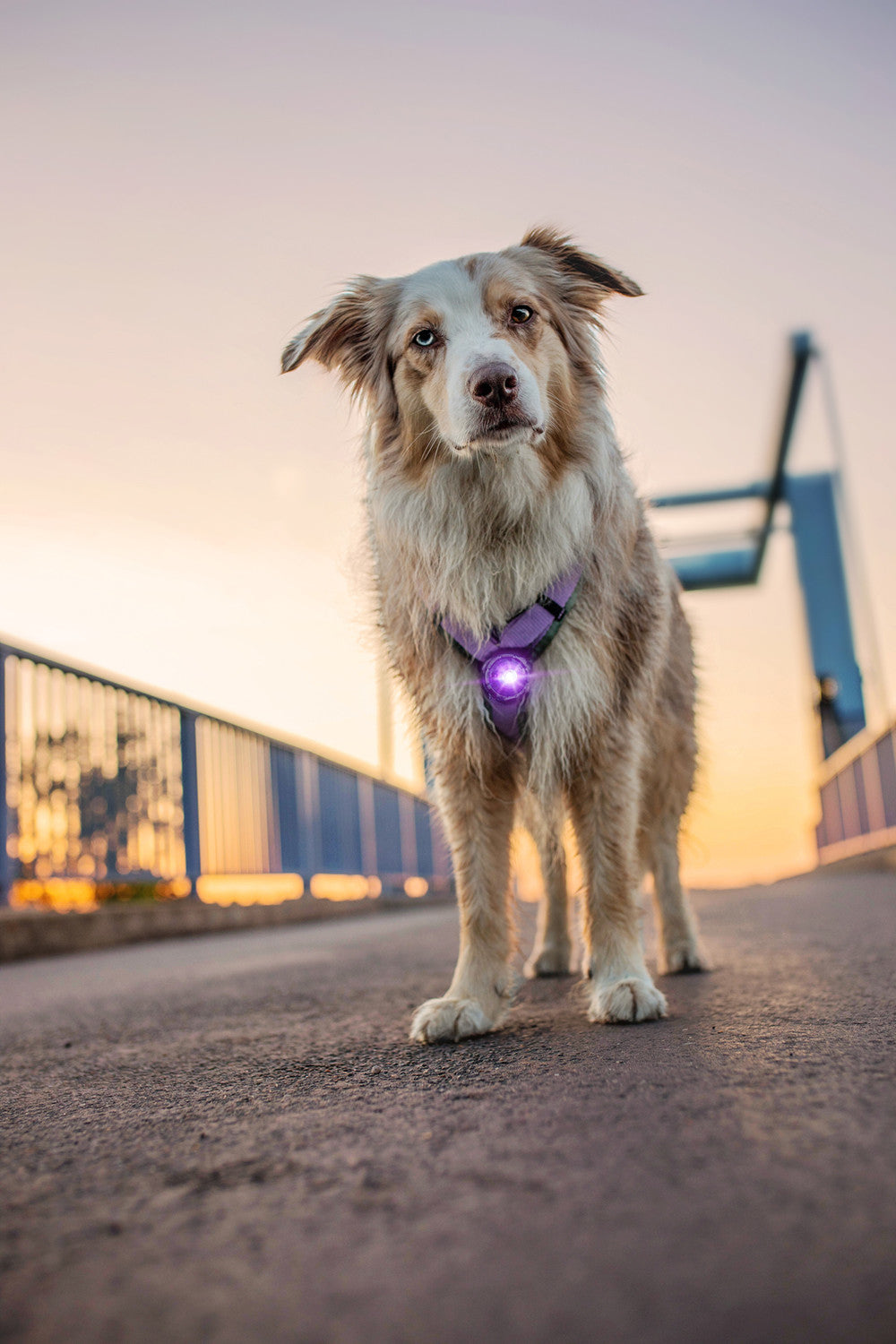 Orbiloc Dual Safety Light