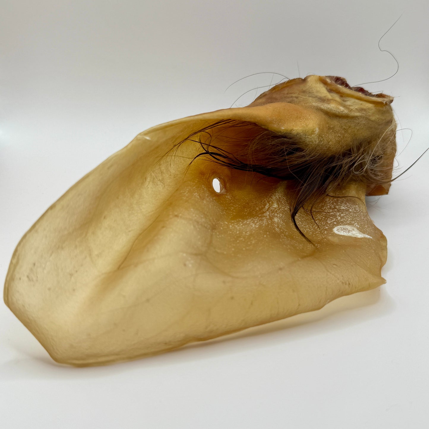 Rinderohren mit Muschel