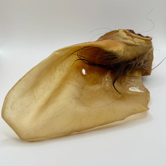 Rinderohren mit Muschel