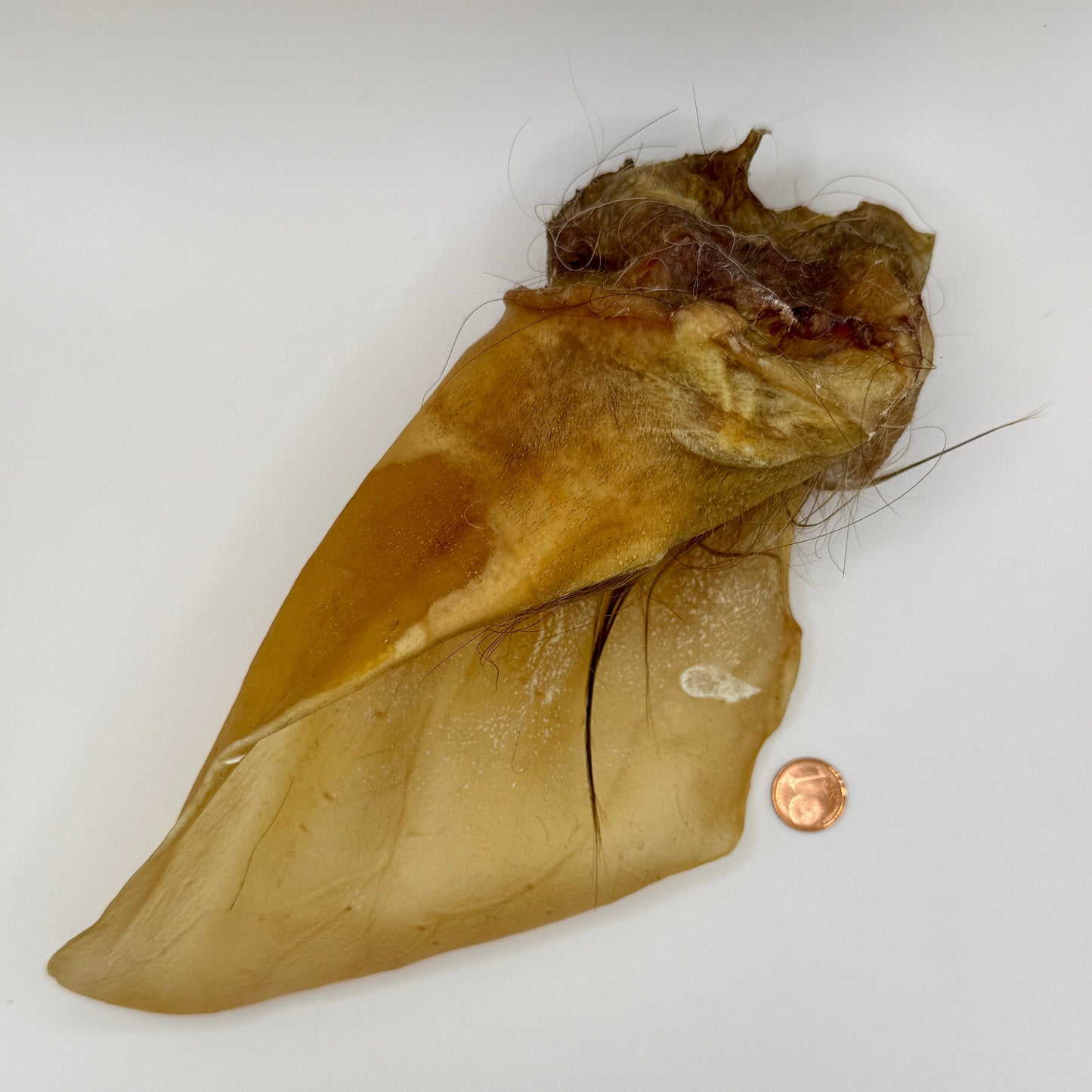 Rinderohren mit Muschel