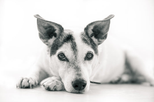Der besondere Napf - Ernährungsberatung für erkrankte Hunde