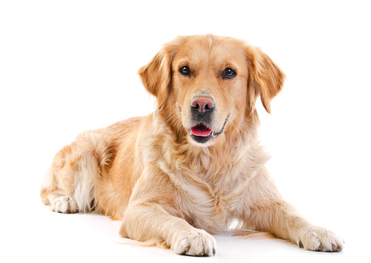 Der Napf - Ernährungsberatung für einen gesunden erwachsenen Hund