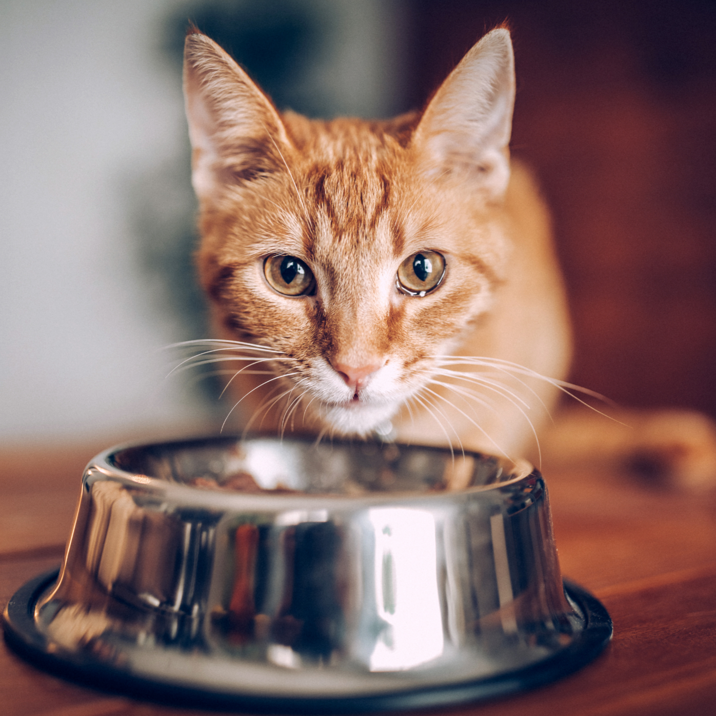 Der Napf für Samtpfoten - Ernährungsberatung für eine gesunde erwachsene Katze