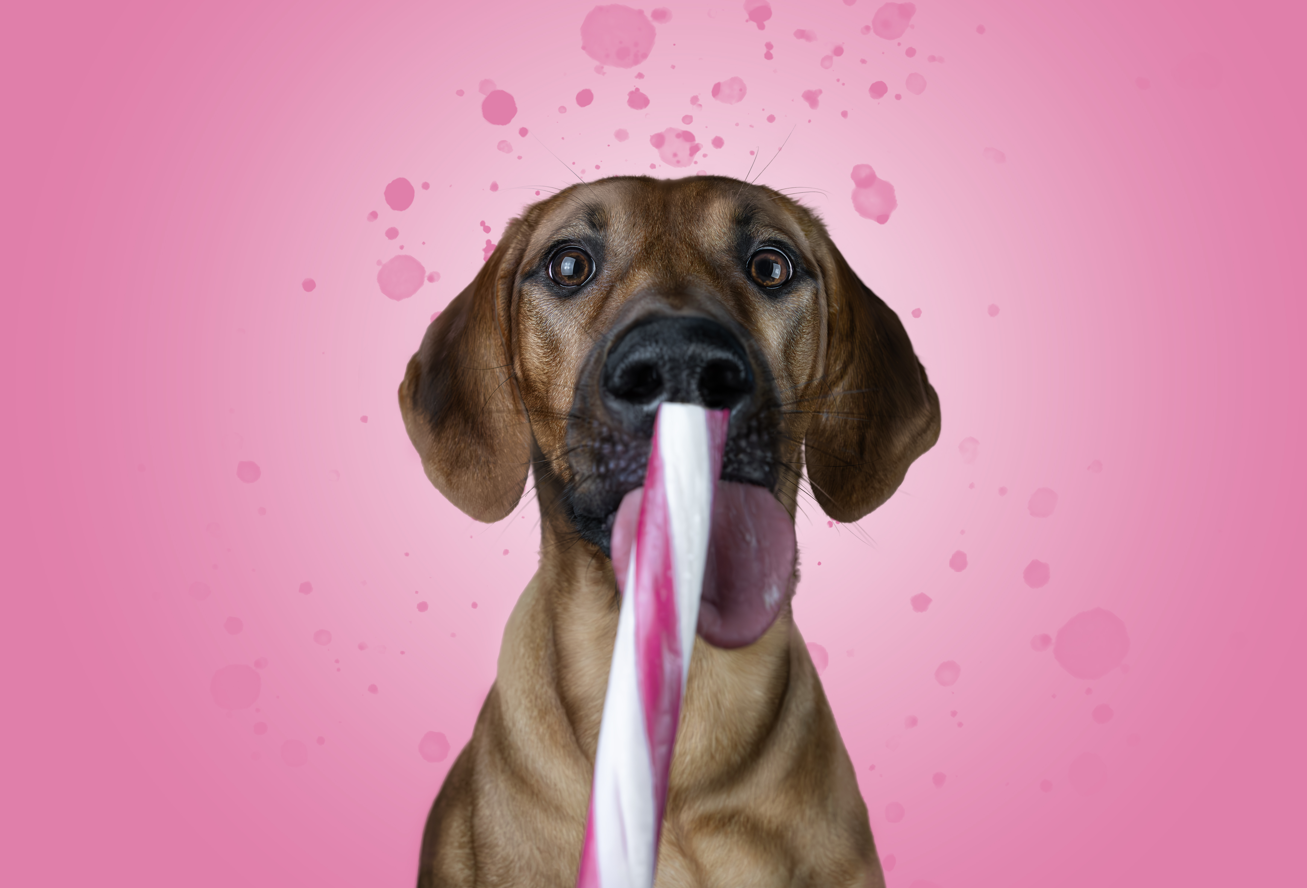 Brauner Hund Rhodesian Ridgeback mit Zuckerstange im Maul vor rosa Hintergrund – napf it!