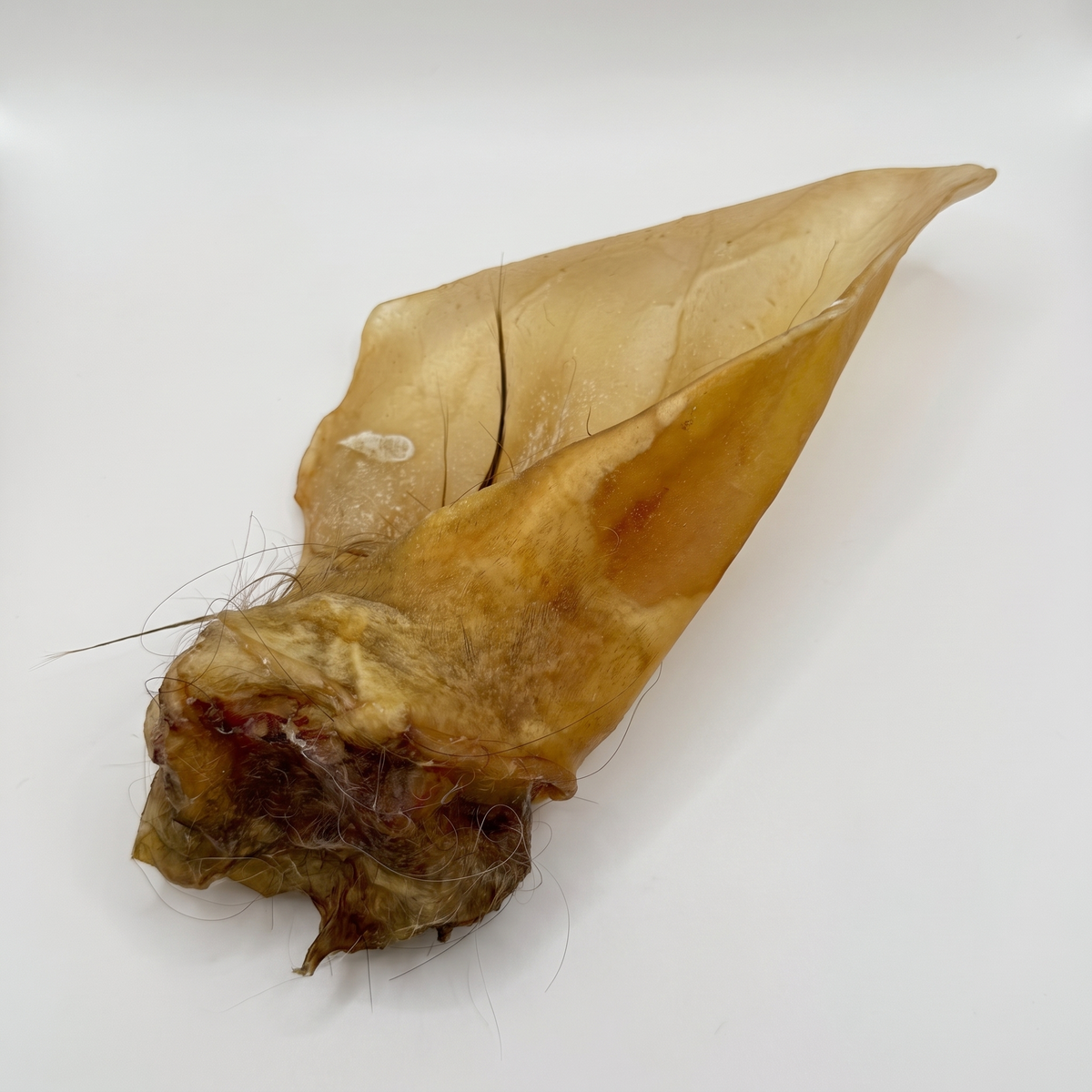Rinderohr mit Muschel: goldbraunes getrocknetes Ohrstück mit Fleisch und Haaren