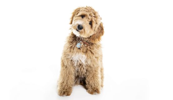 Labradoodle scaled